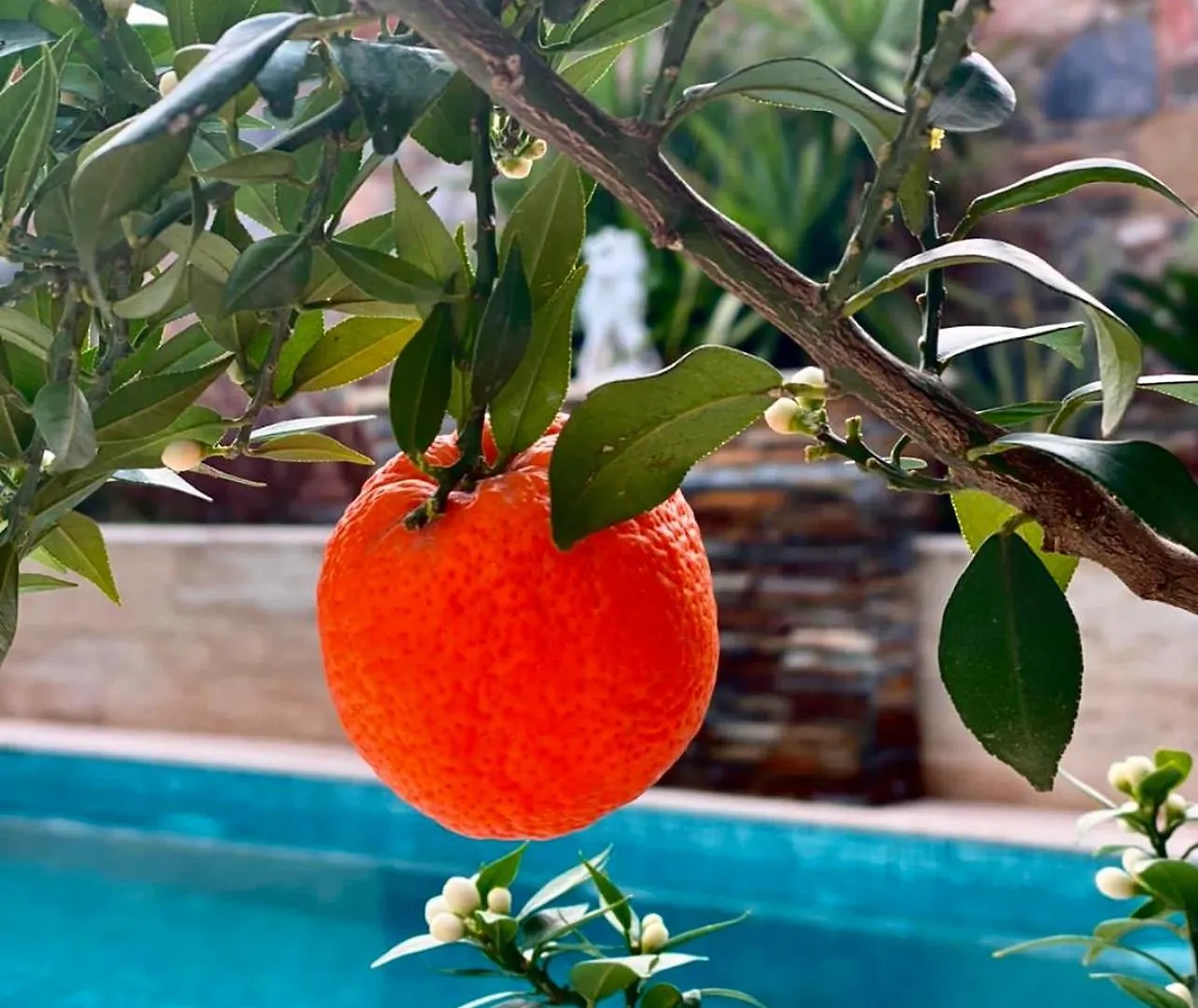 Livia Garden Hotel Selçuk